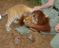 Chimp and Tiger