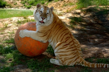 Tiger and Ball